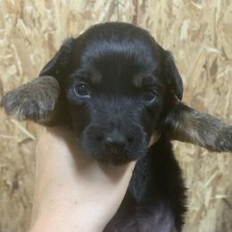 Border Collie and Bordoodle Puppies from Sunrise Kennels