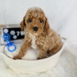 Potato - Cafe au lait male Poodle puppy in Florida from Adorable Toy-Miniature Poodles