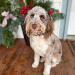 Aussiedoodles, Bernedoodles, and Goldendoodles from Rose Creek Ranch