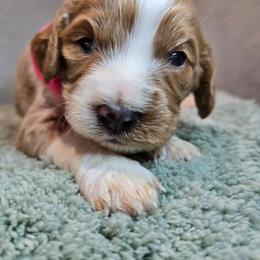 Poseidon - Blenheim male Cavapoo puppy in Roseville, California from Heavenly Goldendoodles