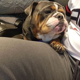 Bulldog Puppies from Wiggle Butts Bulldogs