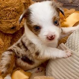 Grace - Red merle female Miniature Australian Shepherd puppy in Norman, Oklahoma from Raised Right Pups