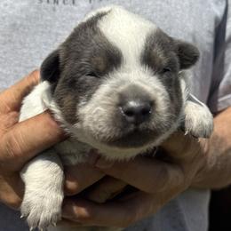 Girl 2 - Blue female Australian Cattle Dog puppy in Morton, Mississippi from Heart K Kennels