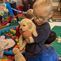 Golden Retriever Puppies from Mountain Sky Goldens