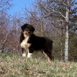 Australian Shepherd Puppies from CumberlandRidge Australian Shepherds