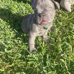 Barkus - Blue male French Bulldog puppy in Metairie, Louisiana from Surcouf Frenchie’s