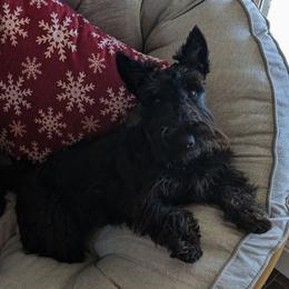 Isla - Scottish Terrier