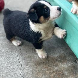 Cookie - Black and white female American Corgi puppy in Nortonville, Kansas from Low Riders Corgis & Mini Aussies