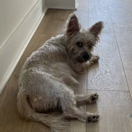 Fi Fi - Yorkshire Terrier