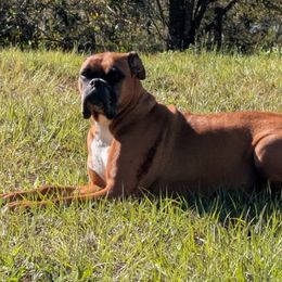 Peeta - Boxer