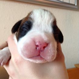 Boxer Puppies from Vintage Boxers