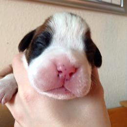 Boxer Puppies from Vintage Boxers