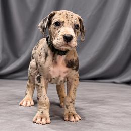 Ceasar Flickerman - Merle male Great Dane puppy in Montgomery, Texas from KD Sweet Southern Danes