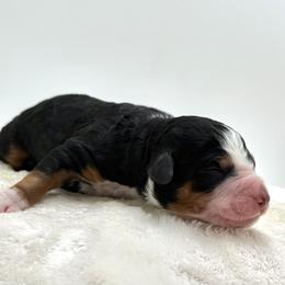 Tri-Boy 2 - Tri-color male Bernedoodle puppy in Montverde, Florida from Central Florida Bernedoodles