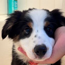 Thor - male Sporty Mix puppy in Huntingtown, Maryland from Riverside Collies-n-Critters