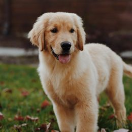 Golden Retrievers from Golden Haven Retrievers