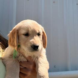 Girl 2 - Golden female Golden Retriever puppy in Great Falls, Montana from VS Golden Fields