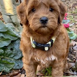 Australian Labradoodle Puppies from Skyedoodles Labradoodles