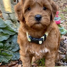 Australian Labradoodle Puppies from Skyedoodles Labradoodles