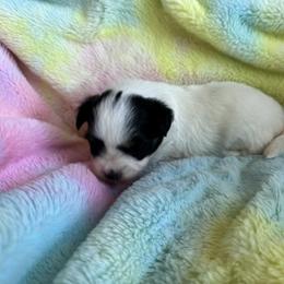 Laken's Tri colored girl - White black and tan female Papillon puppy in Shirley, Arkansas from Lucky Pups