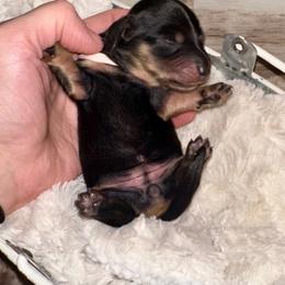 Skye - Black and cream female Dachshund puppy in Atwood, Oklahoma from Holder’s Doxie Farm