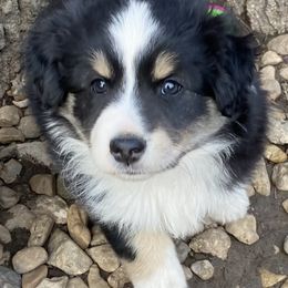 Miniature Australian Shepherd and Toy Australian Shepherd Puppies from Rye Hill Aussies