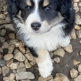 Miniature Australian Shepherd and Toy Australian Shepherd Puppies from Rye Hill Aussies