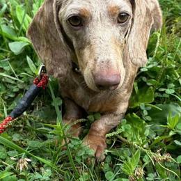 Tucker - Dachshund