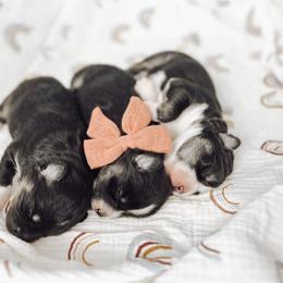 Pomsky Puppies from Lake Point Pomskies
