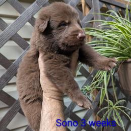 Sono - Liver male German Shepherd puppy in Olean, New York from F&B Kennels