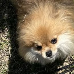 Pomeranians from Bourlet Poms