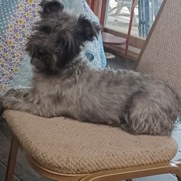 Miss Myrah of Cloverleaf. - Miniature Schnauzer