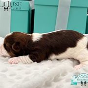 Morkie and Shorkie Puppies from Lil Luxe Pups