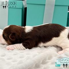 Morkie and Shorkie Puppies from Lil Luxe Pups