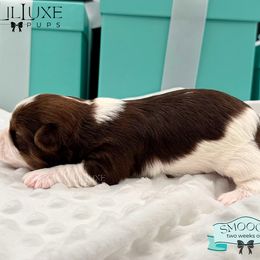 Morkie and Shorkie Puppies from Lil Luxe Pups