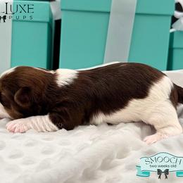 Morkie and Shorkie Puppies from Lil Luxe Pups