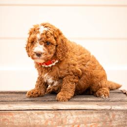 Miss Jingles - Red  female Goldendoodle puppy in Ash Grove, Missouri from The Bark Farm