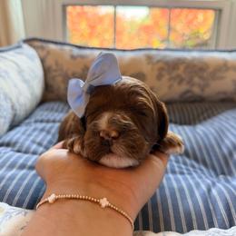 Shelly - Red female Australian Labradoodle puppy in Summerfield, North Carolina from Four Oaks Labradoodles