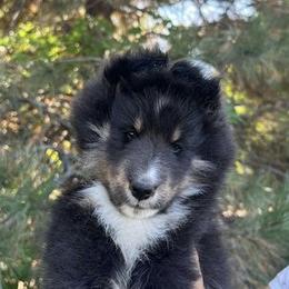 Shetland Sheepdog Puppies from Shirehill Shelties