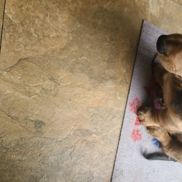 Dachshunds from Jersey's Blue Moon Doxies