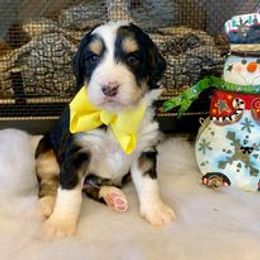 Bernedoodle and Goldendoodle Puppies from Dawg'on Doodles