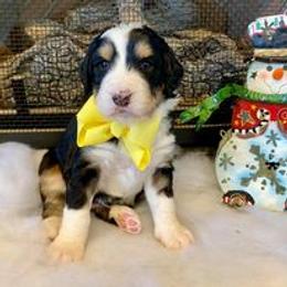 Bernedoodle and Goldendoodle Puppies from Dawg'on Doodles