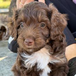 April - Brown and white female Aussiedoodle puppy in Campbell, California from Mini AussieDoodle Puppies