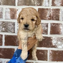 Millie - Apricot female Goldendoodle puppy in Rienzi, Mississippi from Saddle Hill Farms