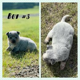 Boy 3 - Blue speckled male Australian Cattle Dog puppy in Prague, Oklahoma from S&B Cattle Co.