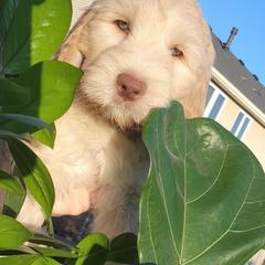 Australian Cobberdog Puppies from Heartland Hills Australian Cobberdogs