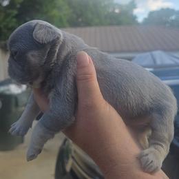 Lilac and tan female - Liver female French Bulldog puppy in Tuscaloosa, Alabama from J & J classic frenchies