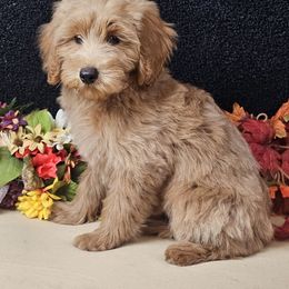 Aladdin - Apricot male Goldendoodle puppy in Norton, Ohio from Keepsake Doodles
