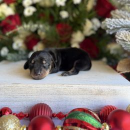 Black and tan female - Black and tan female Dachshund puppy in Wills Point, Texas from East Mini Dachshunds Texas