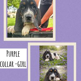Girl 2 - Black white and tan female Basset Hound puppy in Knoxville, Tennessee from Jen's Bassets